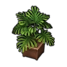 Houseplant