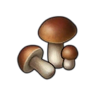 Edible Mushroom