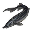 Sturgeon